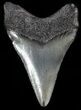 Serrated, Juvenile Megalodon Tooth - South Carolina #49993-1